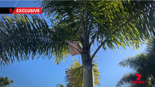 NYX cameras see Parcel Land in a Tree
